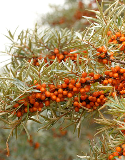 Sea Buckthorn short-leaved branches laden with bright orange berries clustered along the thorny branches