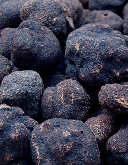 Wine Forest Wild Foods fresh black truffles