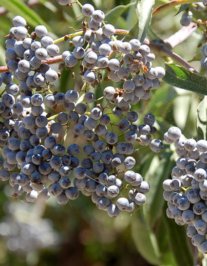 Wine Forest Wild Foods freshly picked wild elderberries
