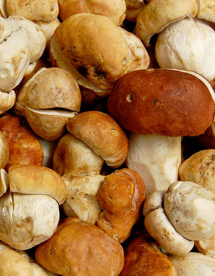 Wine Forest Wild Foods freshly picked wild porcini bolete mushrooms