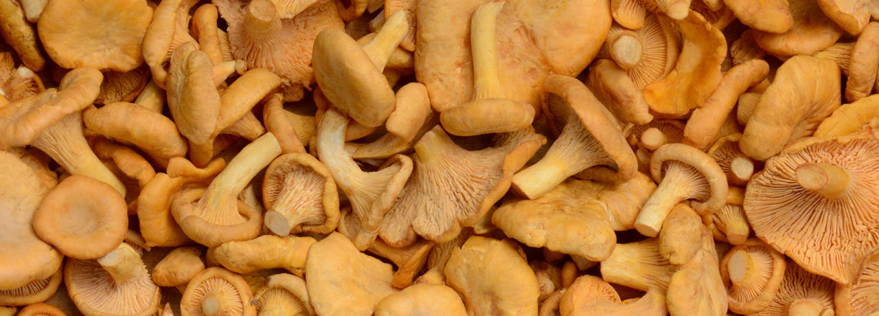 Enjoy following our recipes and instructions for cooking mushrooms like these beautiful chanterelles