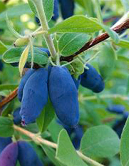 Closeup of a cluster of ripe, brilliant blue, elongated haskap berries, stems and foliage