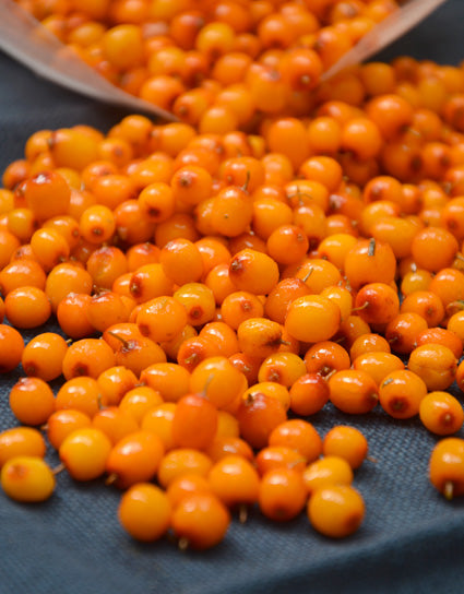 A small pile of brilliant orange Sea Buckthorn berries that are about the size of peas
