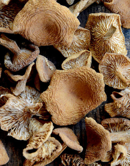 Wine Forest Wild Foods premium quality Dried Wild Candy Cap Mushrooms showing cap tops and gills as well as stems