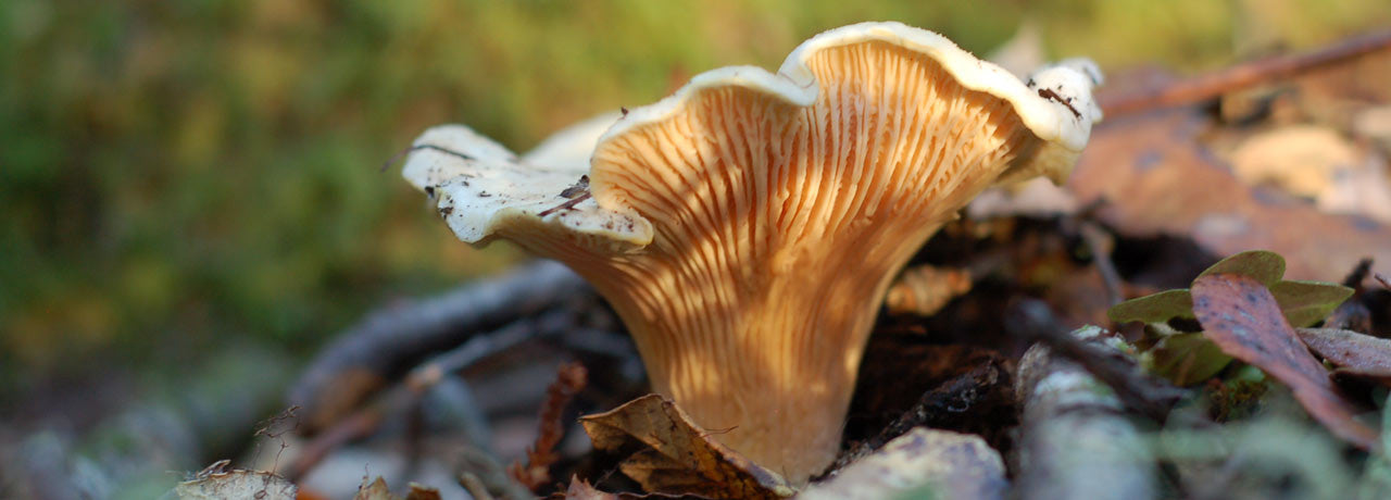 An unwavering awe for the beauty of nature has inspired Wine Forest to share our knowledge in The Wild Bible, like this entry on chanterelle mushrooms